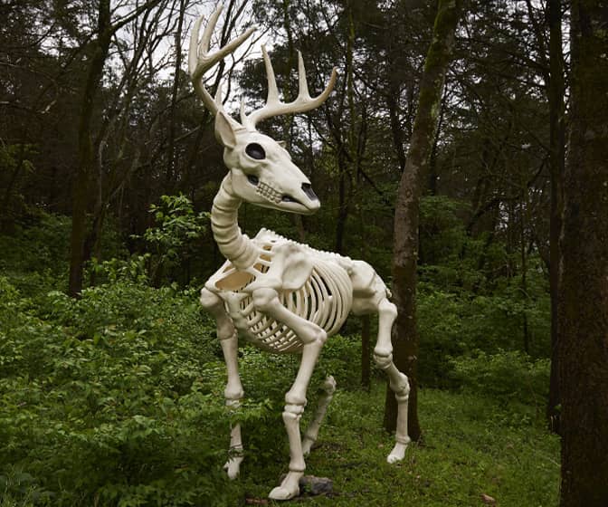 Massive 7.9-Ft Tall Buck Skeleton