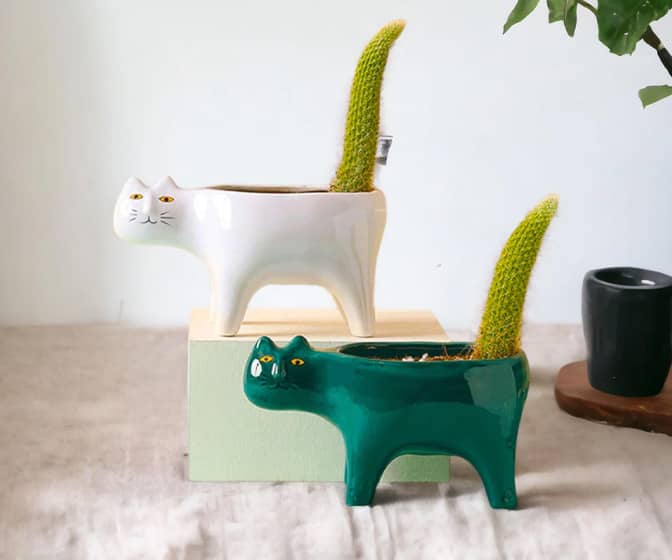 Cat Tail Cactus Planter