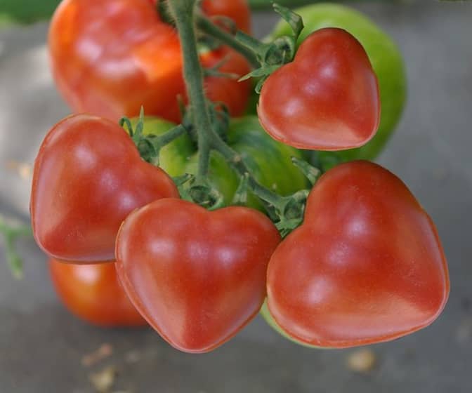 Cherry Tomato Heart Molds