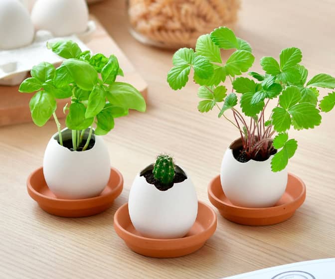 Egglings - Crack and Grow Planter Kits - Basil, Strawberry, and Cactus