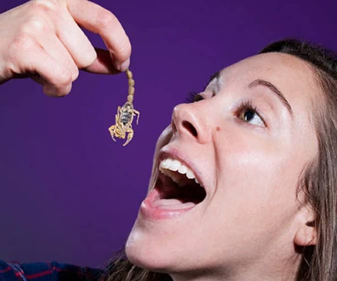 Fully Edible Manchurian Scorpions... Pinchers, Stinger, and All!