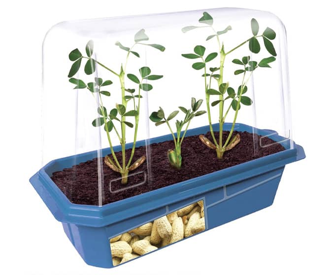Grow Your Own Peanuts Kit