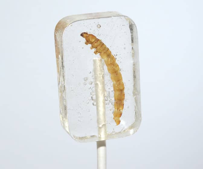 Tequila-Flavored Suckers with a Real Tequila Worm / Mezcal Moth Larva