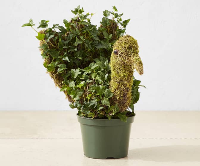 Thanksgiving Turkey Topiary - English Ivy and Moss